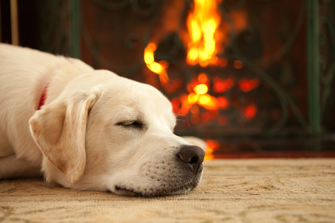 fireplace safety for your pets